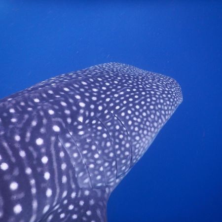 Dhivehi Experience Hotel Dhigurah  Luaran gambar