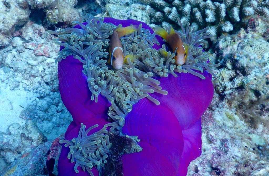 Dhivehi Experience Hotel Dhigurah  Luaran gambar