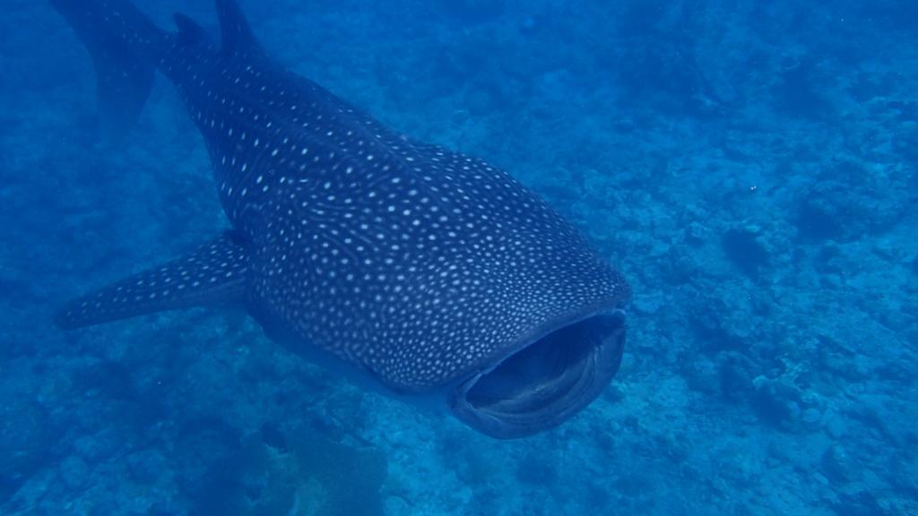 Dhivehi Experience Hotel Dhigurah  Luaran gambar
