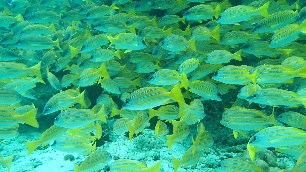 Dhivehi Experience Hotel Dhigurah  Luaran gambar