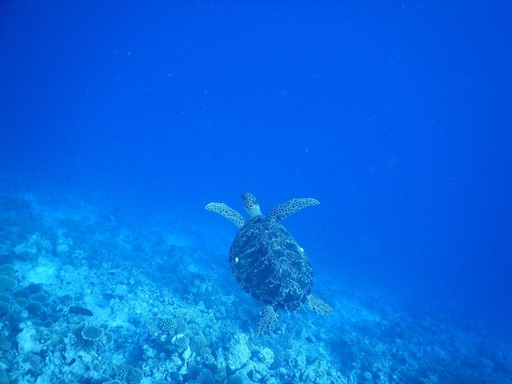 Dhivehi Experience Hotel Dhigurah  Luaran gambar