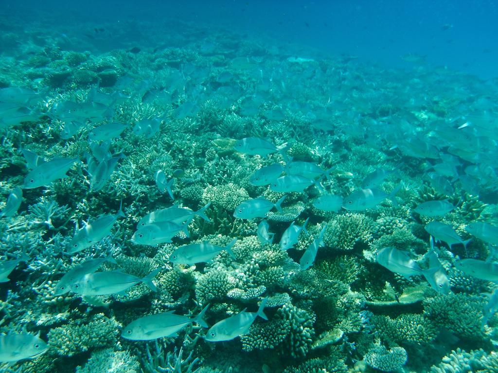 Dhivehi Experience Hotel Dhigurah  Luaran gambar