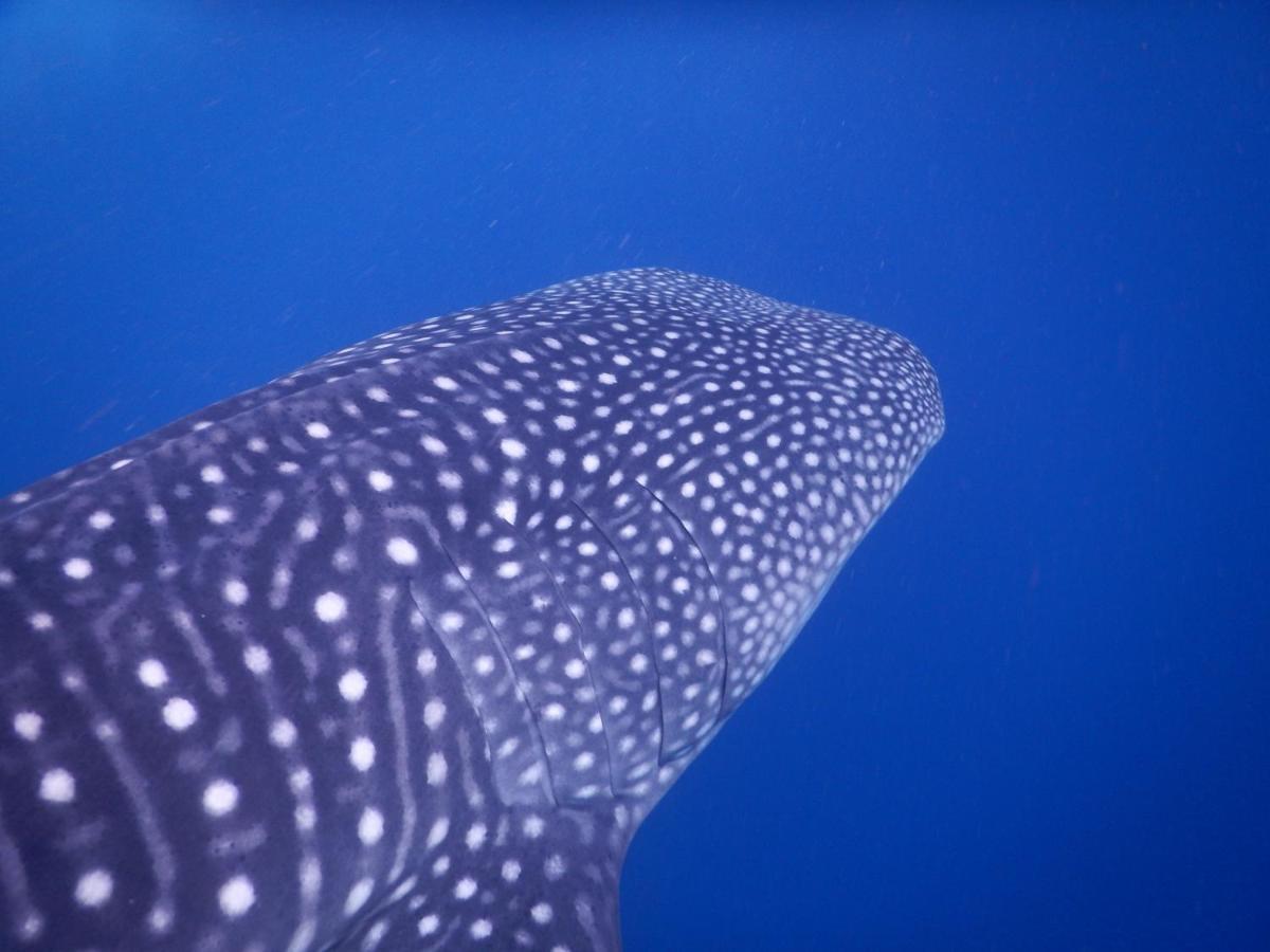 Dhivehi Experience Hotel Dhigurah  Luaran gambar