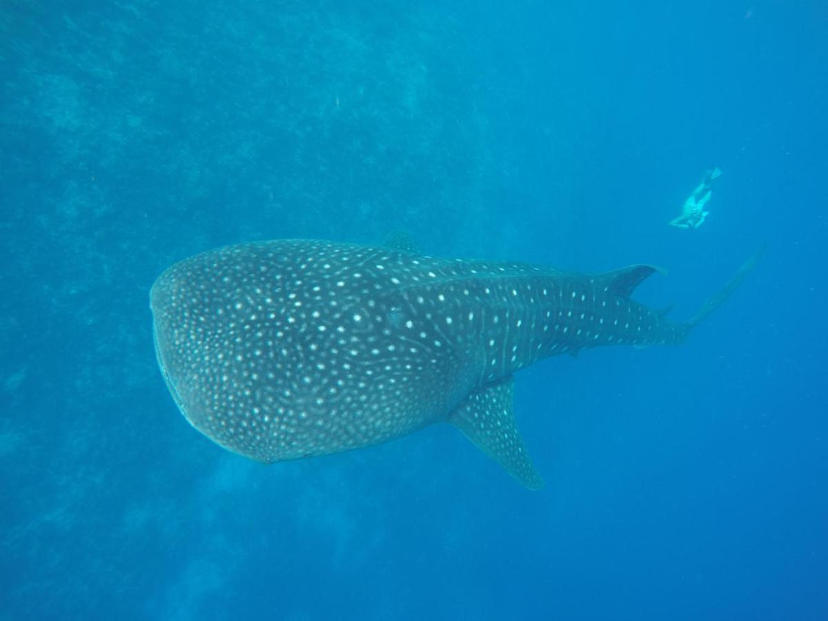 Dhivehi Experience Hotel Dhigurah  Luaran gambar